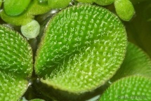 Salvinia minima